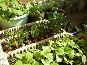 Выращиваем овощи на балконе